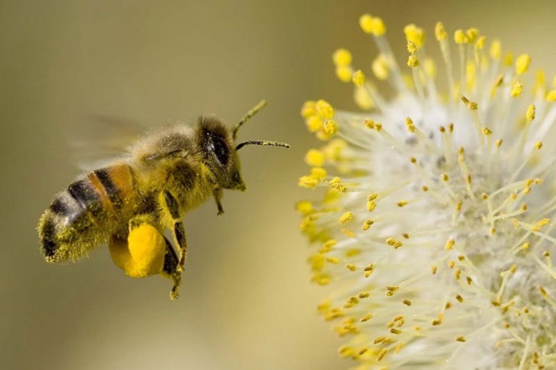 Giấc mộng thấy ong đuổi cảnh báo bạn đang gánh chịu nhiều áp lực trong công việc
